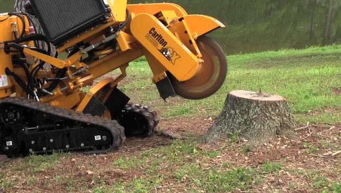 Tree Cutting & Removal Brighton & Sussex